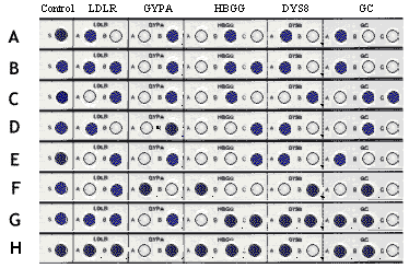 Polymarker DNA analysis